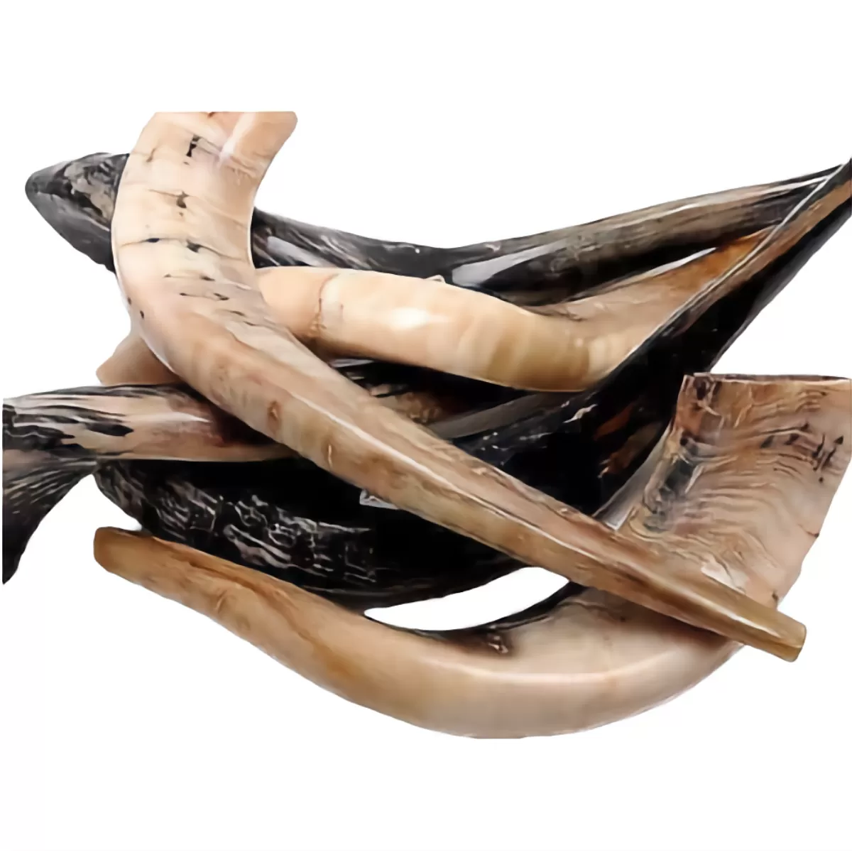 Kosher Authentic High Quality Polished Shofar 16″-18″ / 40 - 45 cm