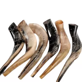 Kosher Authentic High Quality Polished Shofar 16″-18″ / 40 - 45 cm