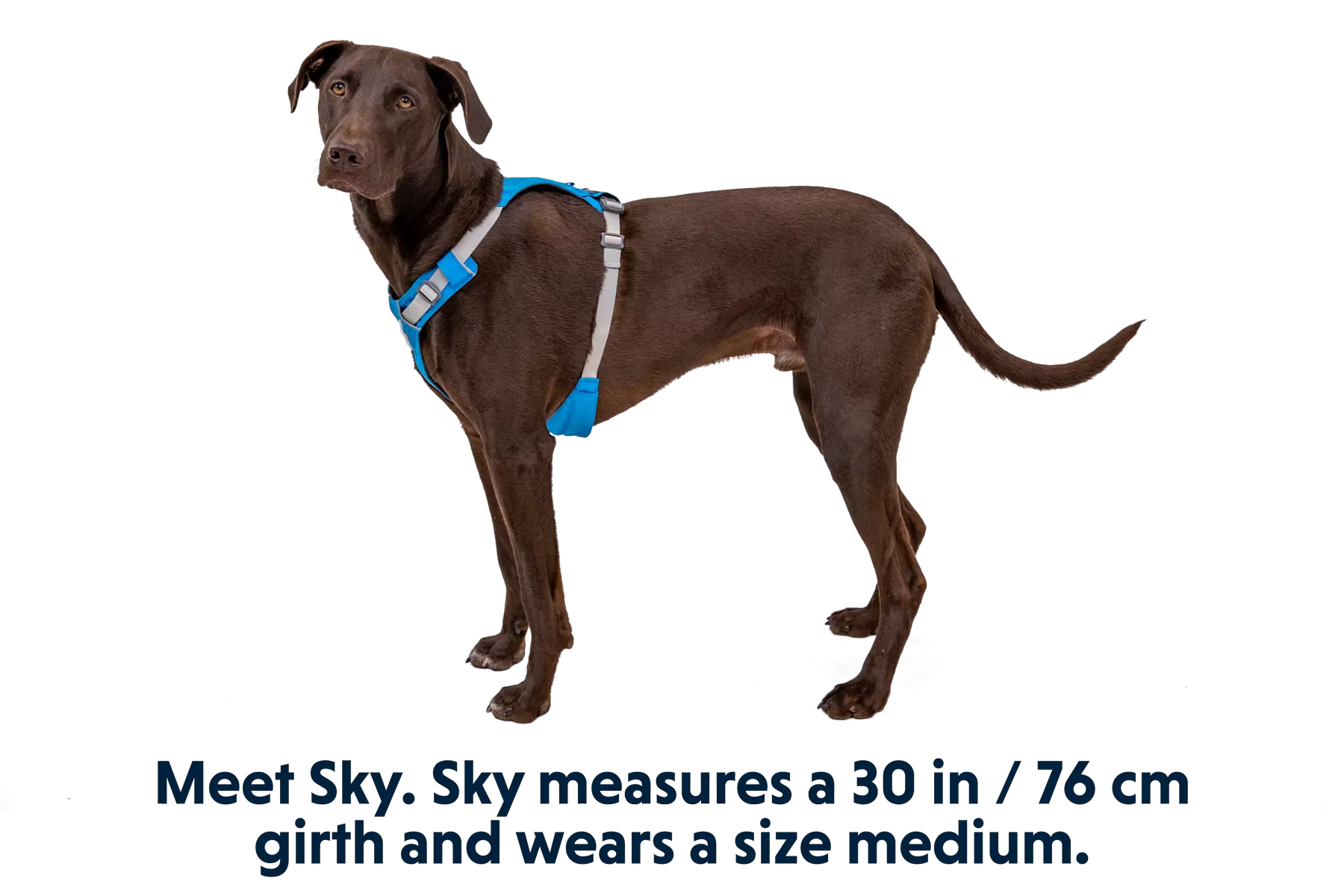 RP - Hi & Light™ Lightweight Dog Harness