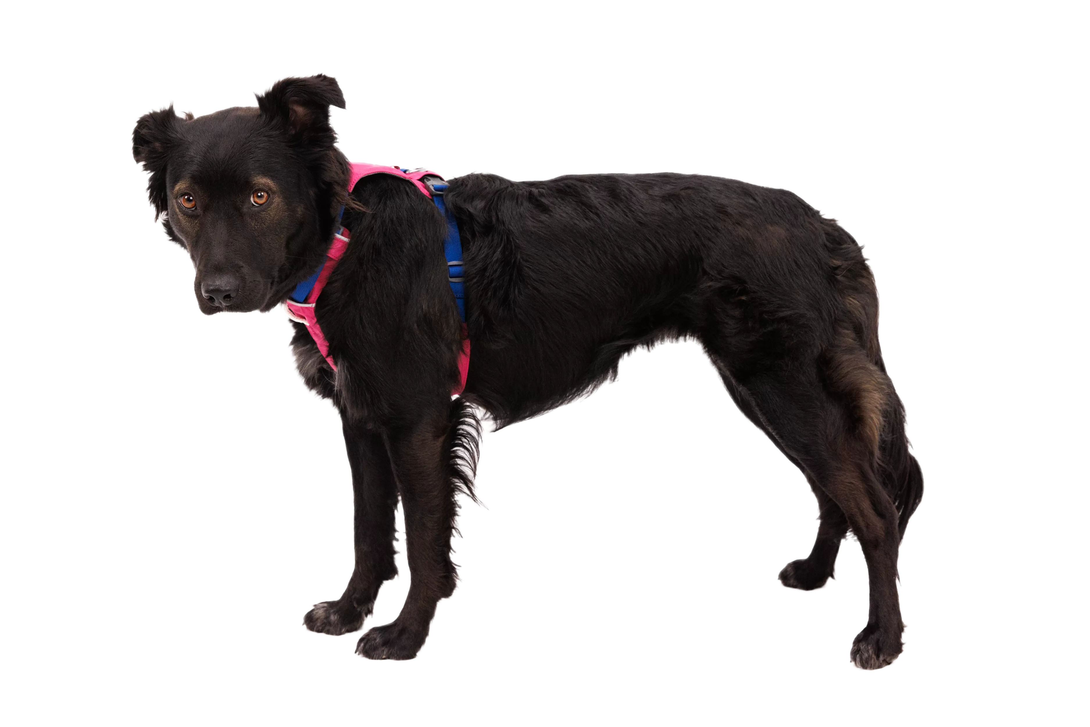 RP - Hi & Light™ Lightweight Dog Harness