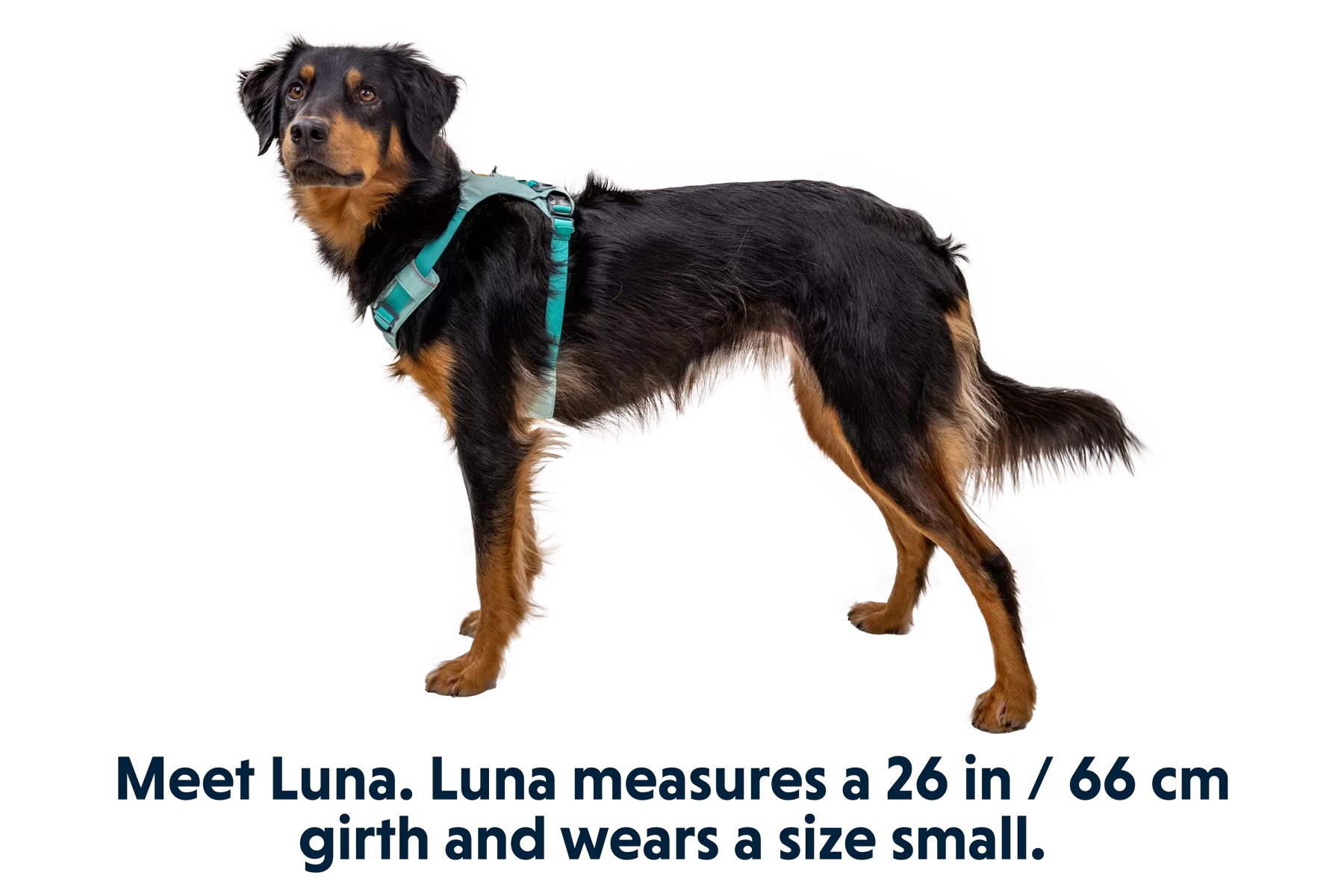 RP - Hi & Light™ Lightweight Dog Harness