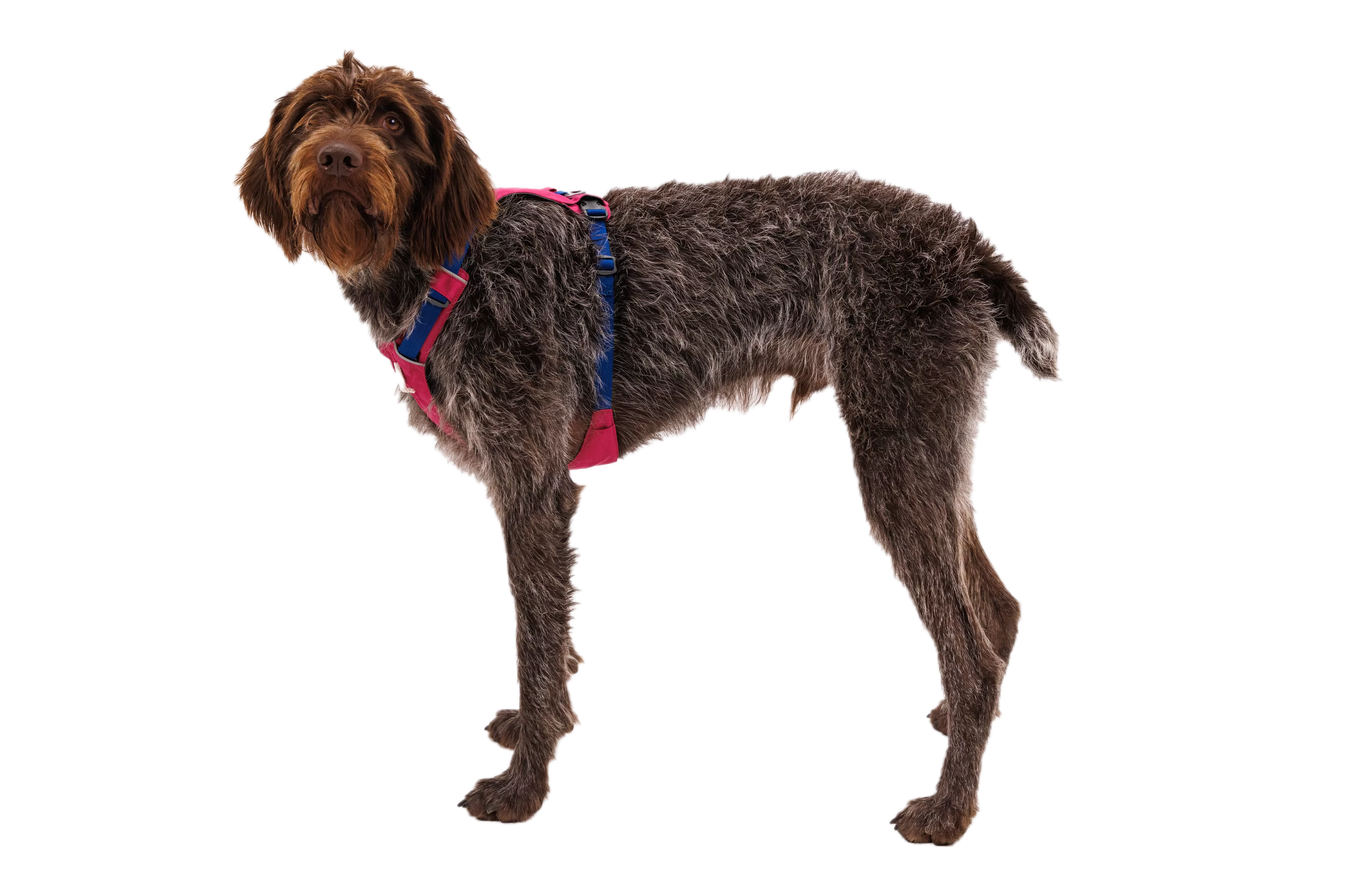 RP - Hi & Light™ Lightweight Dog Harness