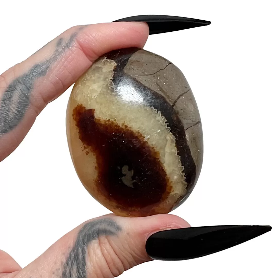 Septarian Palm Stone (Small)